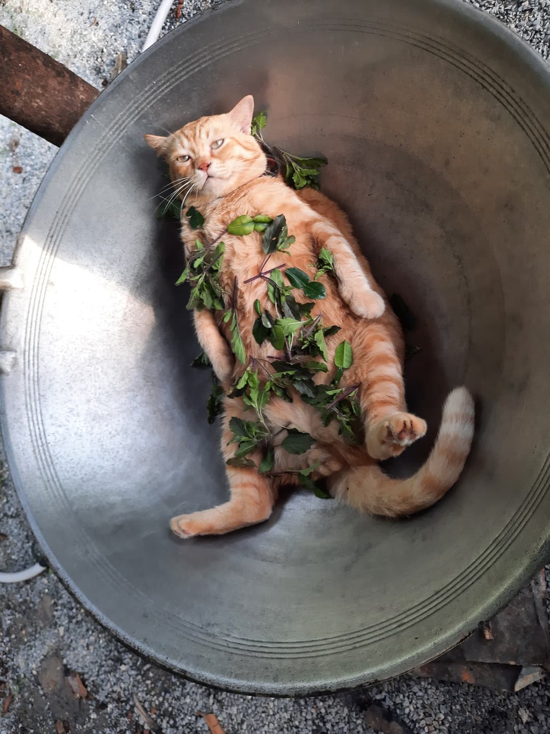 bali images